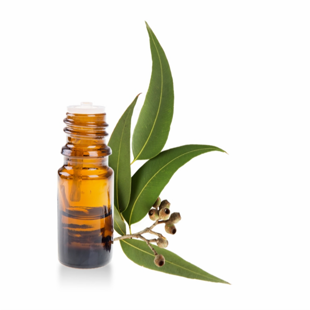 Herbal extracts eucalyptus oil