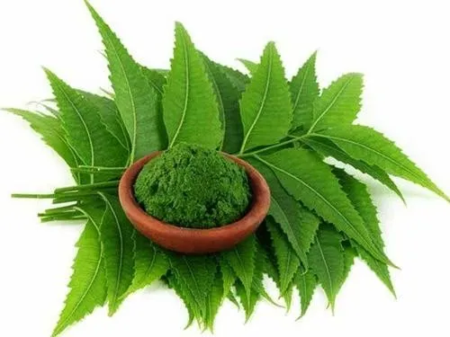 Herbal extracts neem leaf extract 2 5 500x500