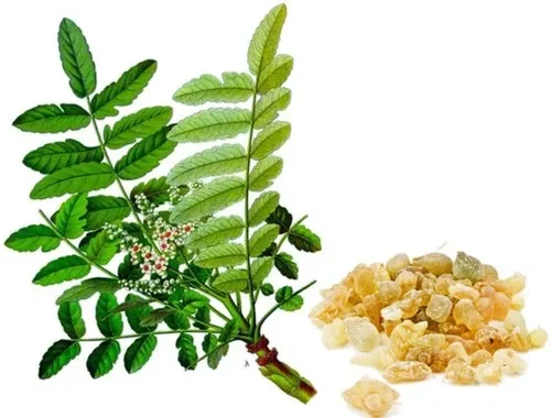 Herbal extracts untitled12 500x500